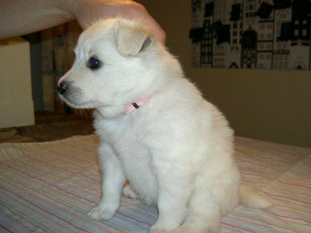 Dansk Spids Alma - Her er jeg vel 6 uger. billede 6