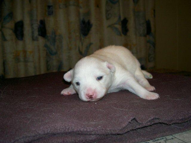 Dansk Spids Alma - Mig som meget lille. billede 7