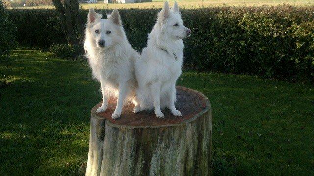 Dansk Spids Alma - Flotte far og flotte mor. billede 8