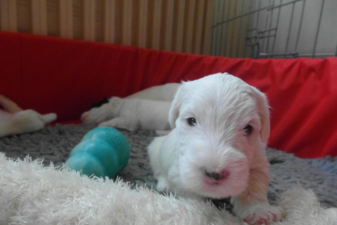 Sealyham terrier Sojus Scilla Siberica "NaNa" - Så er vi kommet i hvalpegård billede 4