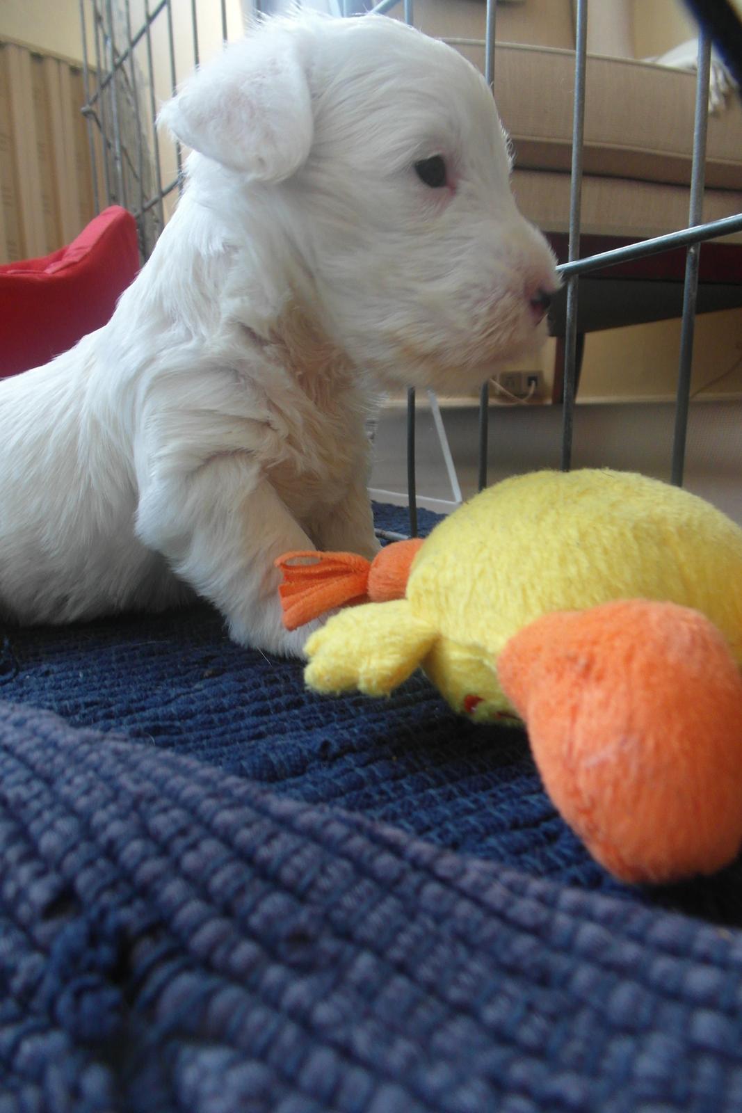 Sealyham terrier Sojus Scilla Siberica "NaNa" - Mit første legetøj billede 5