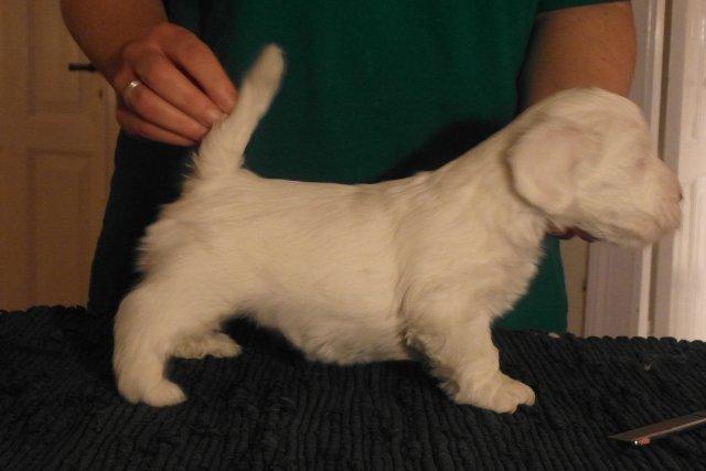 Sealyham terrier Sojus Scilla Siberica "NaNa" - Op at stååååå billede 6