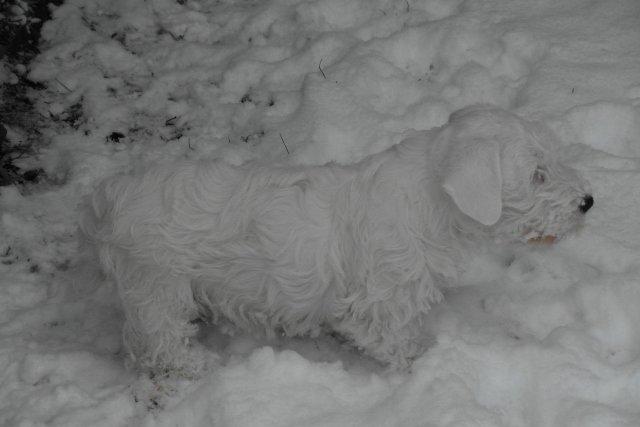 Sealyham terrier Sojus Scilla Siberica "NaNa" - Gemmeleg billede 7