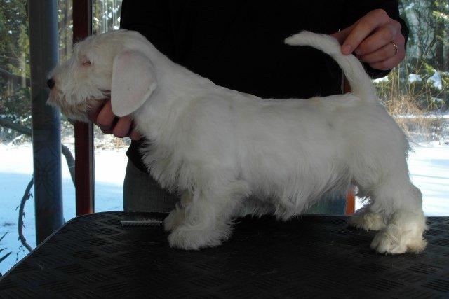 Sealyham terrier Sojus Scilla Siberica "NaNa" - 11 uger billede 8