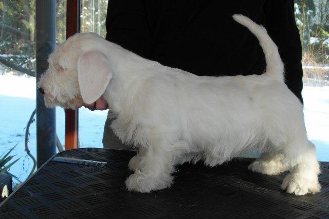 Sealyham terrier Sojus Scilla Siberica "NaNa" - Mig set fra en anden vinkel billede 9