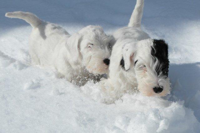 Sealyham terrier Sojus Scilla Siberica "NaNa" - Prøver at fange min bror Harry billede 10