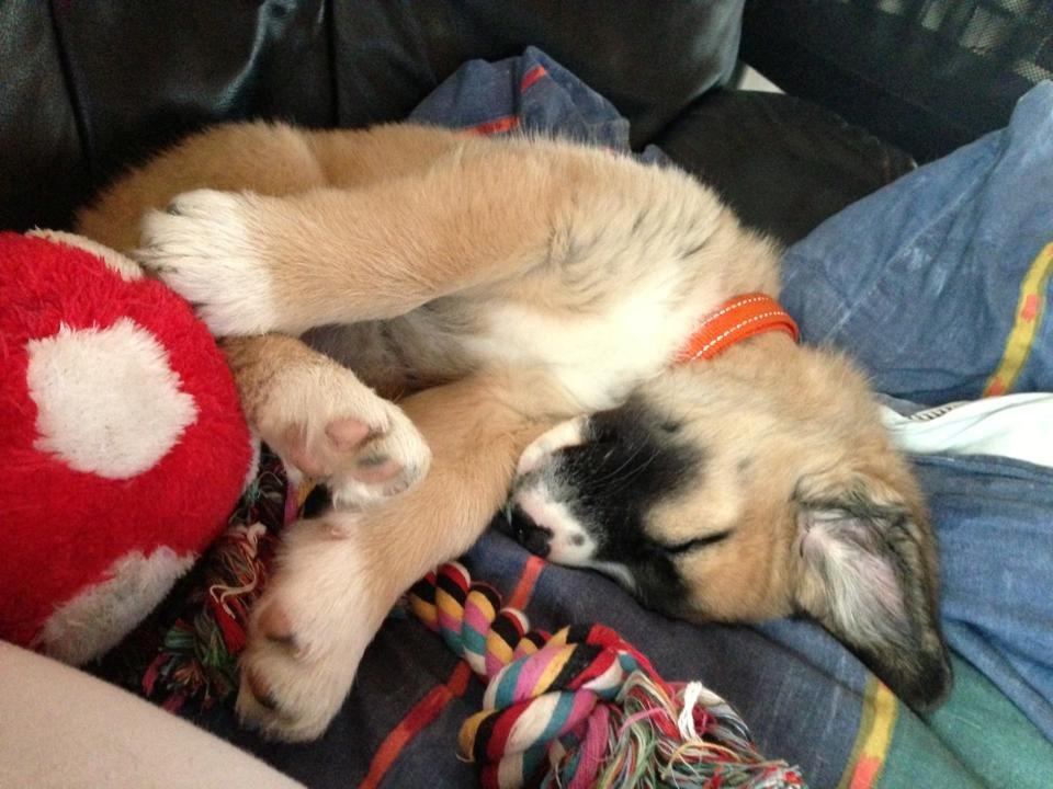 Blanding af racer Bailey (Himmelhund) billede 8