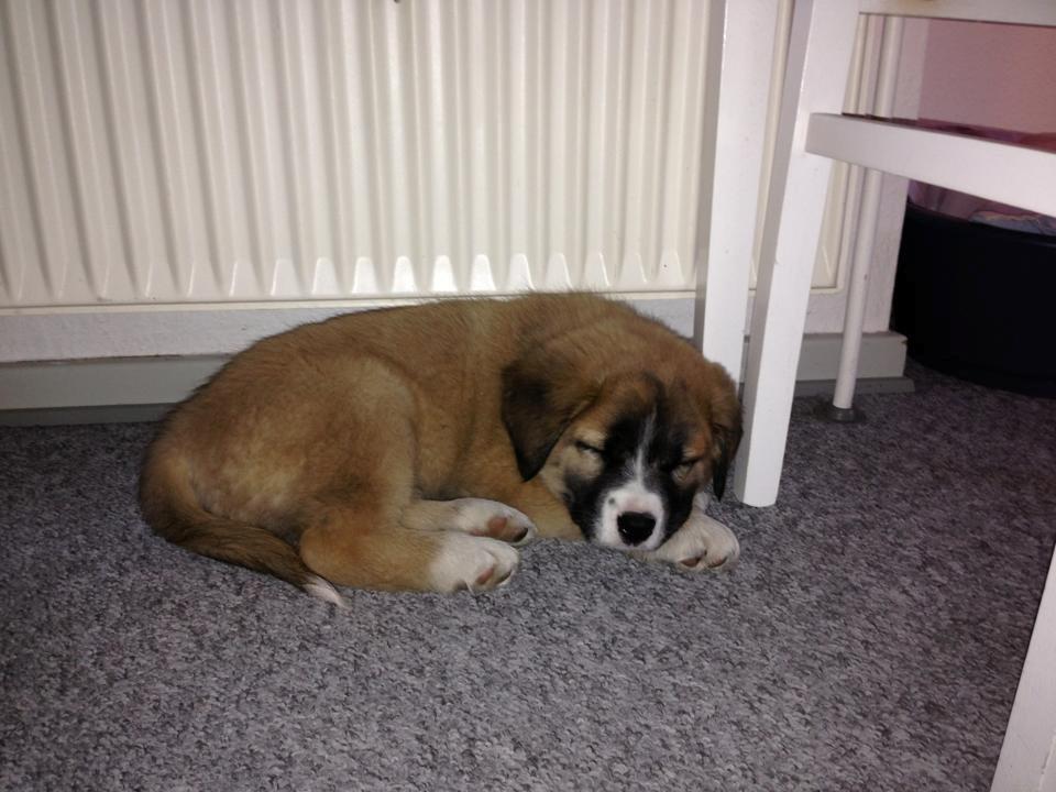 Blanding af racer Bailey (Himmelhund) billede 9