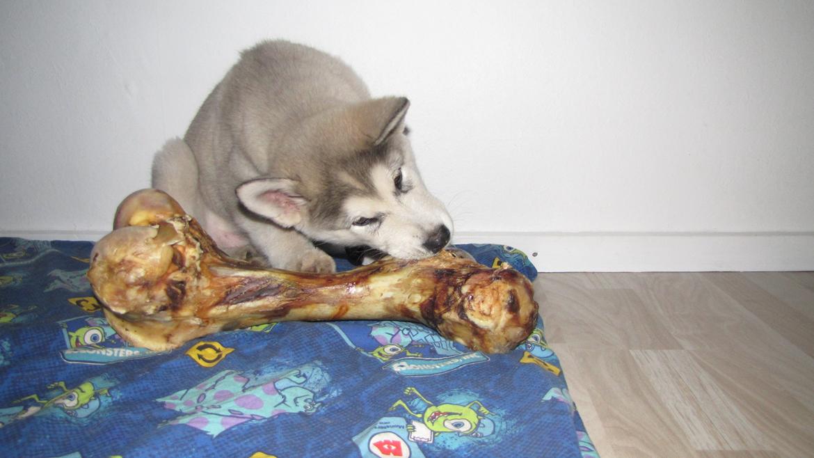 Alaskan malamute Zeus - Et lille ben til en lille hund billede 1