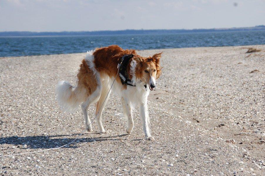 Borzoi - Kashmir 'Wild wind of Russia' billede 37