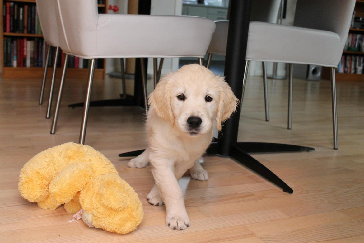 Golden retriever Peka's Chelsea billede 6