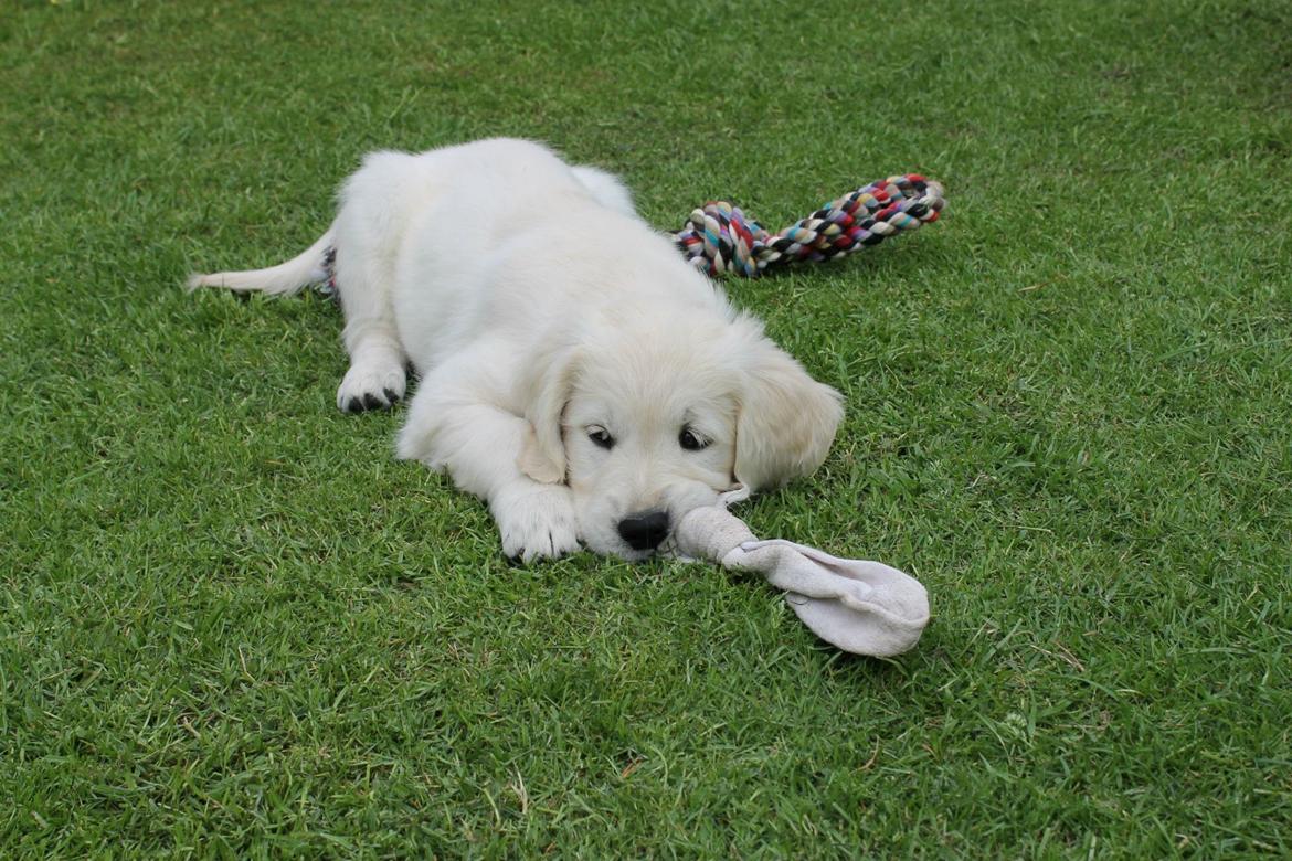 Golden retriever Peka's Chelsea billede 11