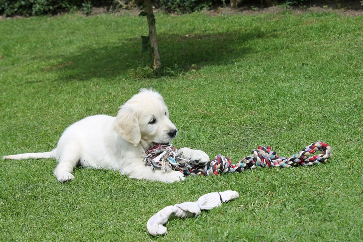 Golden retriever Peka's Chelsea billede 13