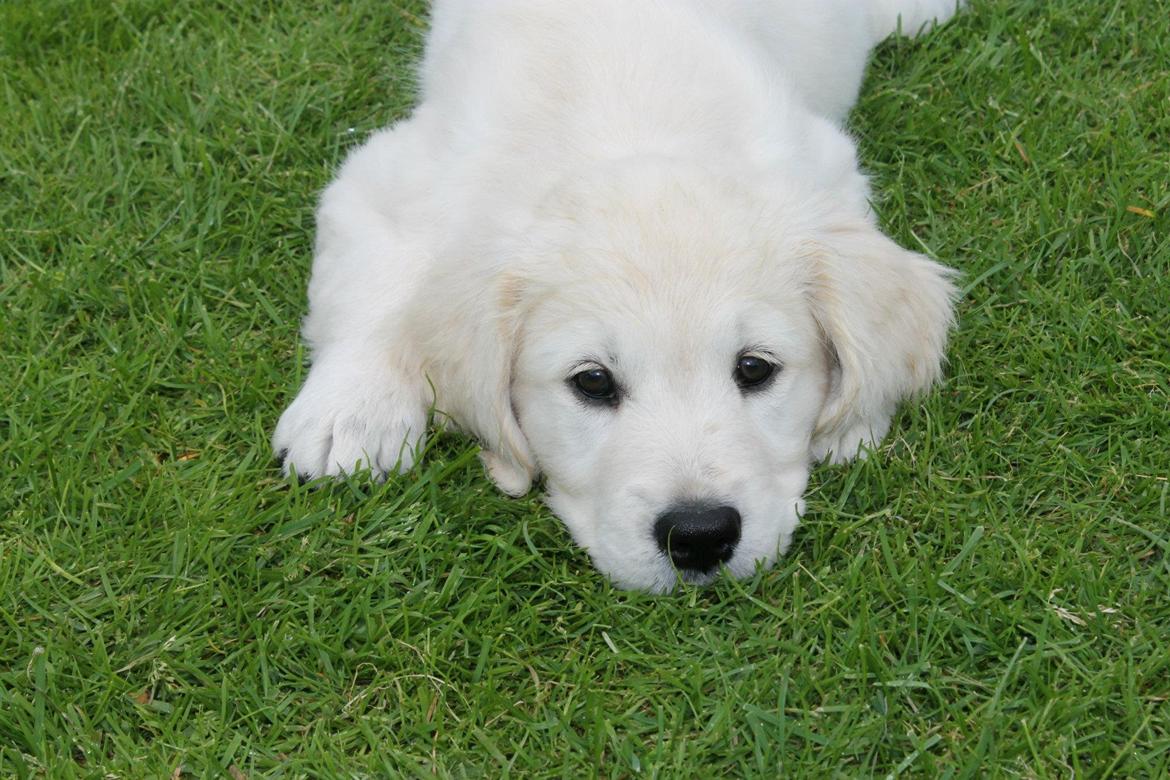 Golden retriever Peka's Chelsea billede 2