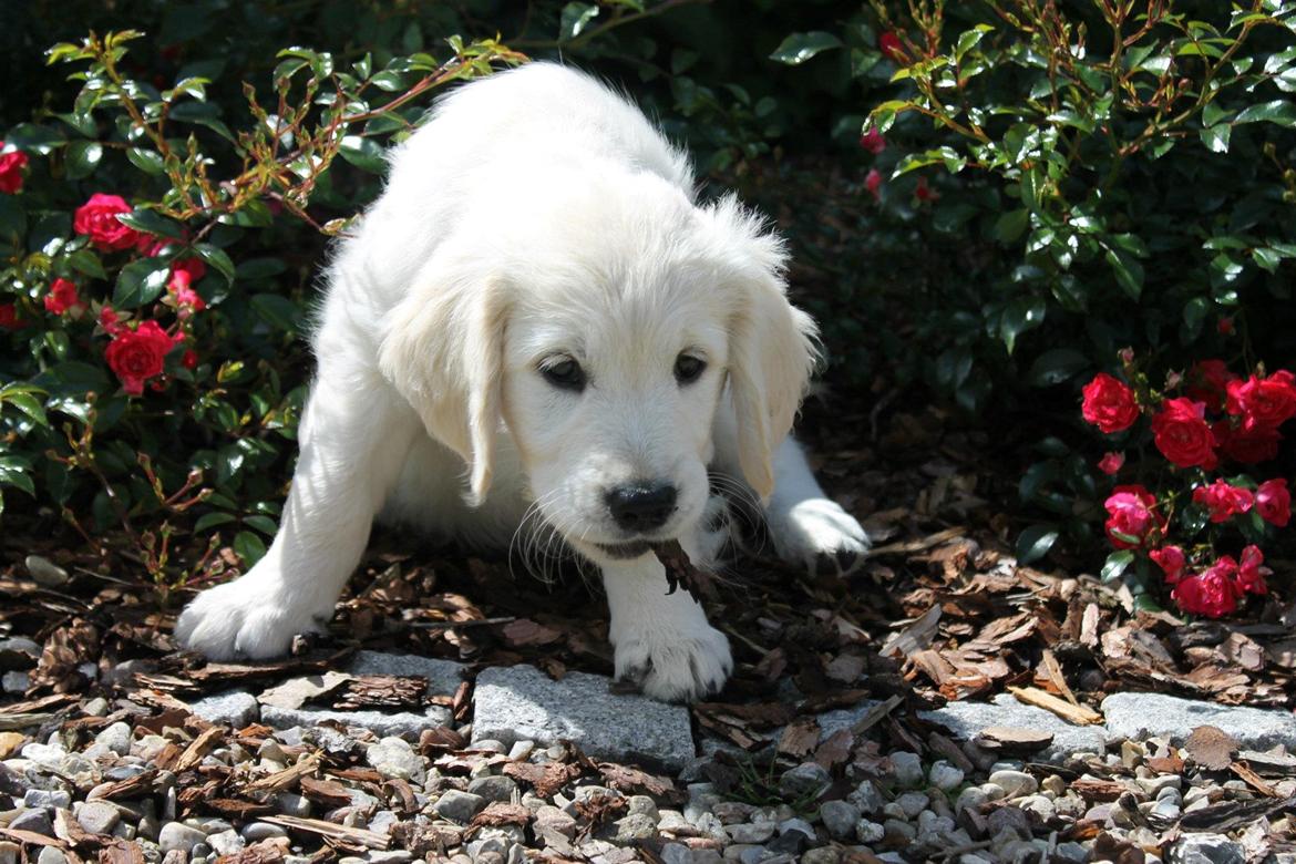 Golden retriever Peka's Chelsea billede 15