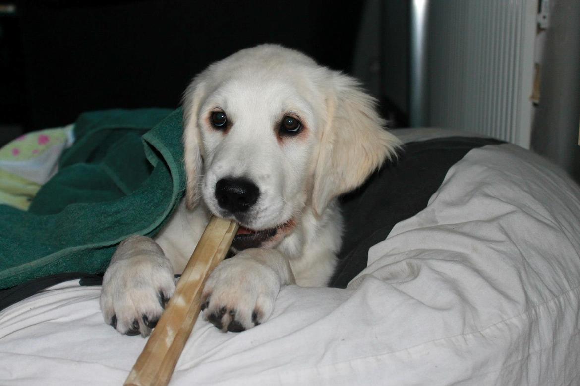 Golden retriever Peka's Chelsea billede 16