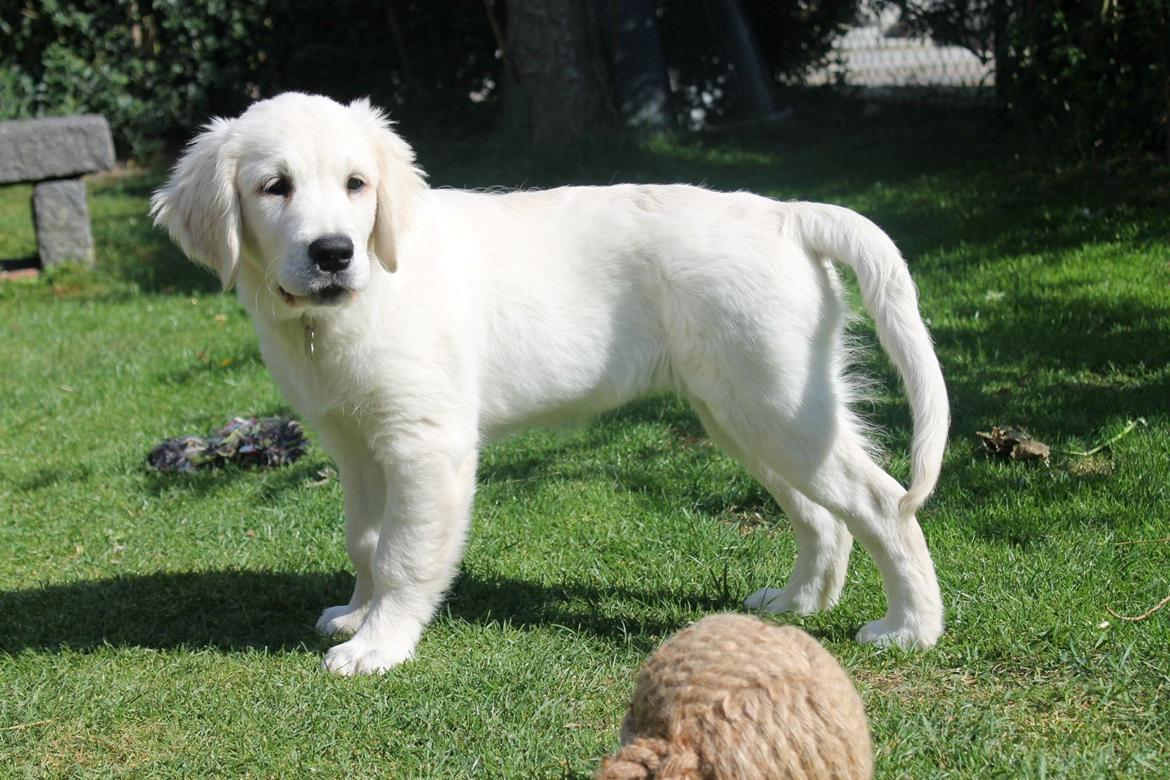 Golden retriever Peka's Chelsea billede 17