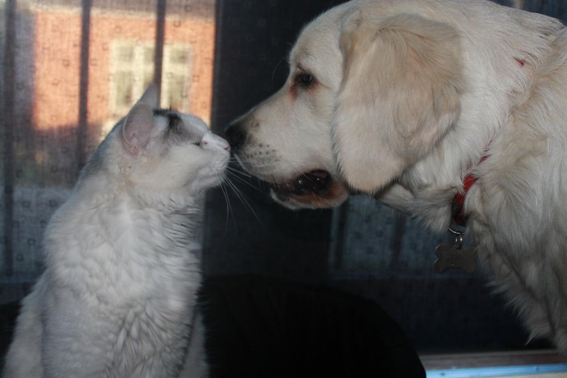 Golden retriever Peka's Chelsea billede 9