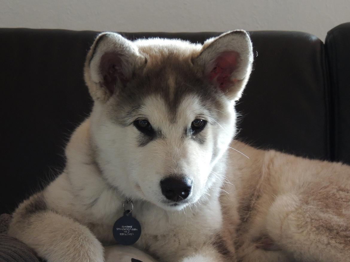 Alaskan malamute Zeus billede 2