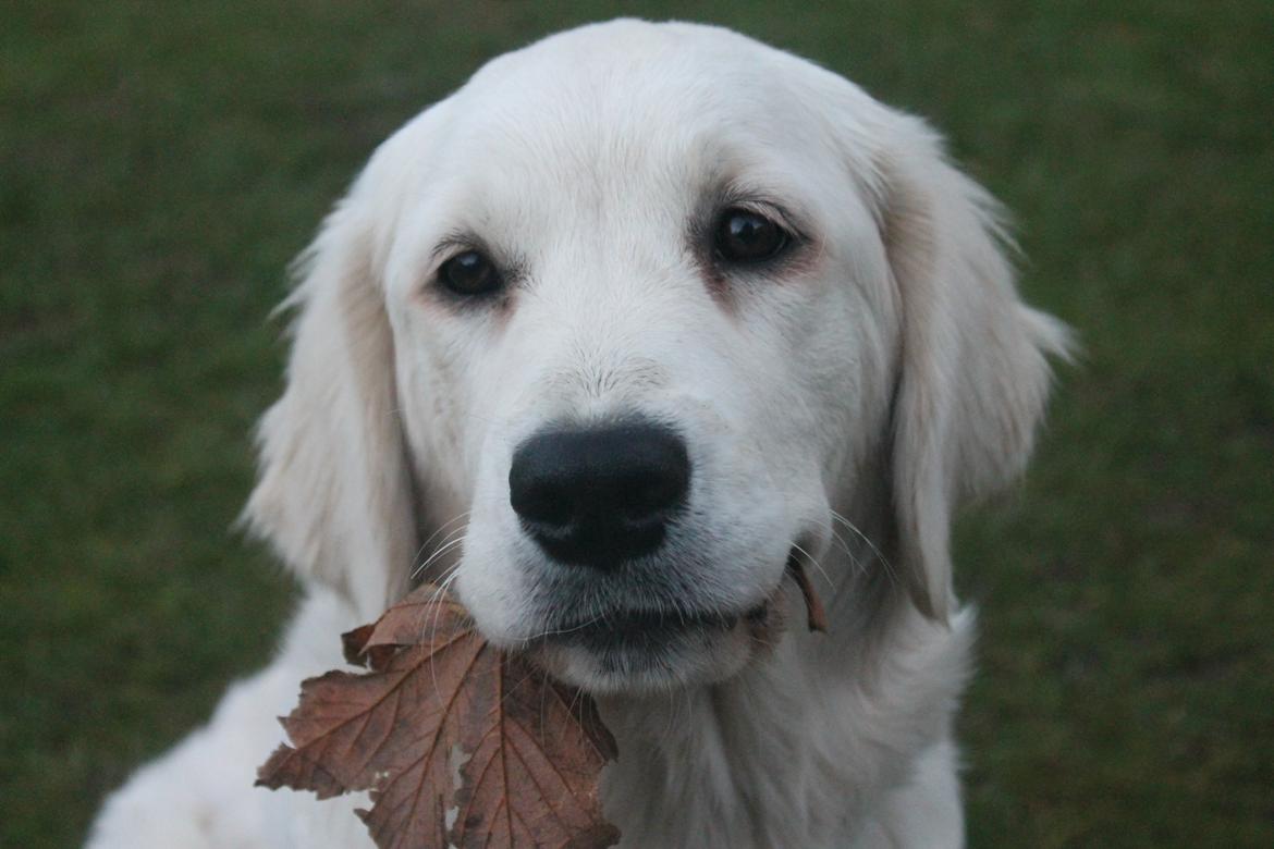 Golden retriever Peka's Chelsea billede 19