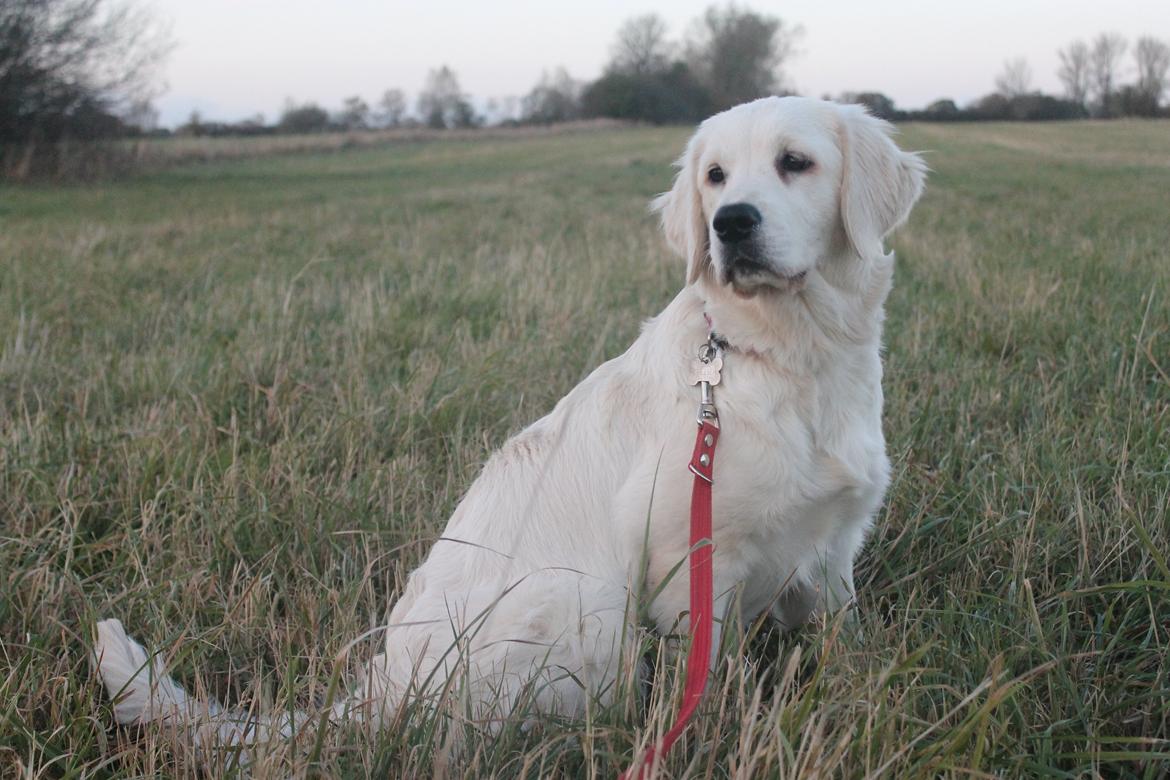 Golden retriever Peka's Chelsea billede 20
