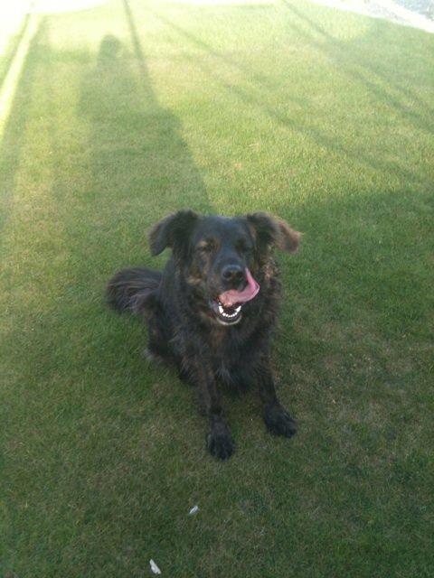 Blanding af racer Mille - Se min lange tunge billede 18