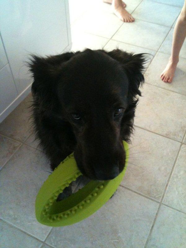 Blanding af racer Mille - min 6 års fødselsdags gave billede 1