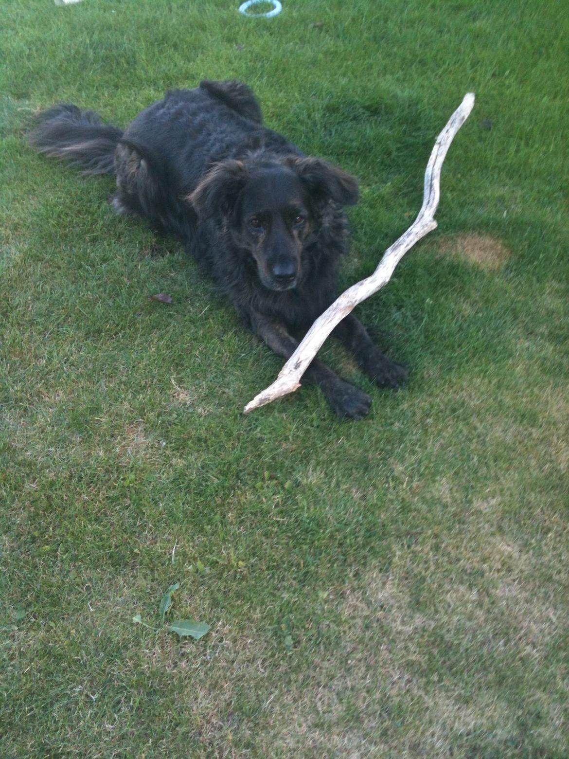 Blanding af racer Mille - Elsker pinde billede 19