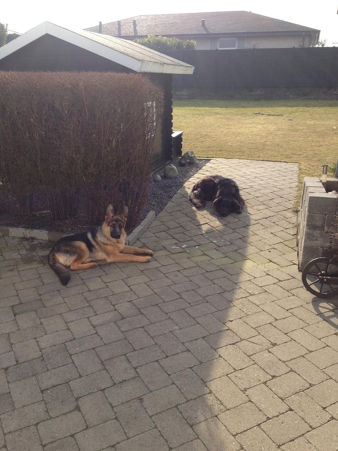 Schæferhund Kanto billede 17