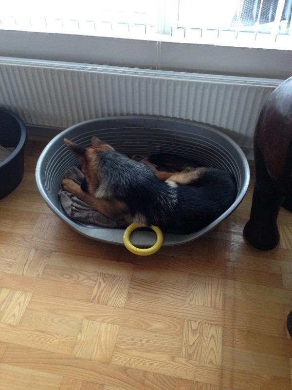 Schæferhund Kanto billede 19