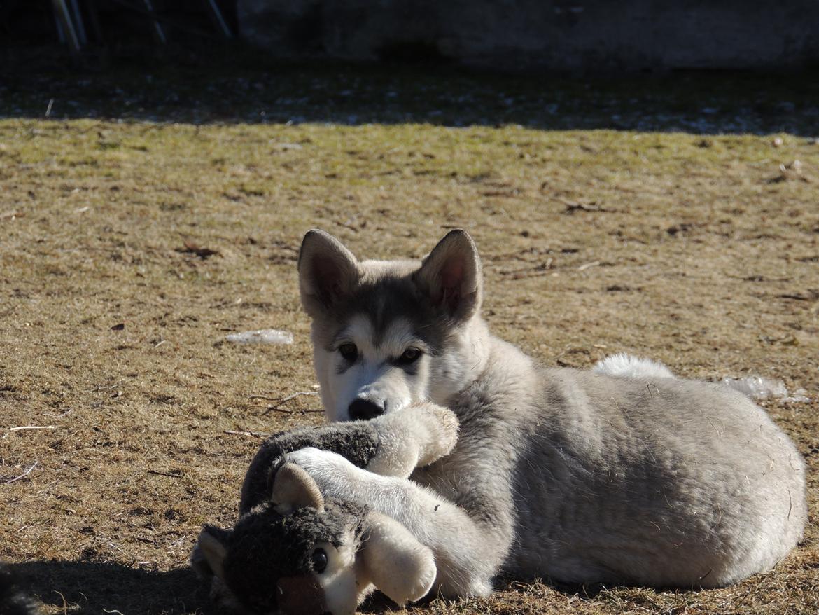 Alaskan malamute Zeus billede 3