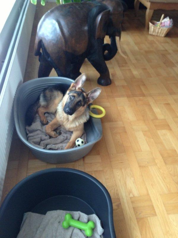 Schæferhund Kanto billede 20