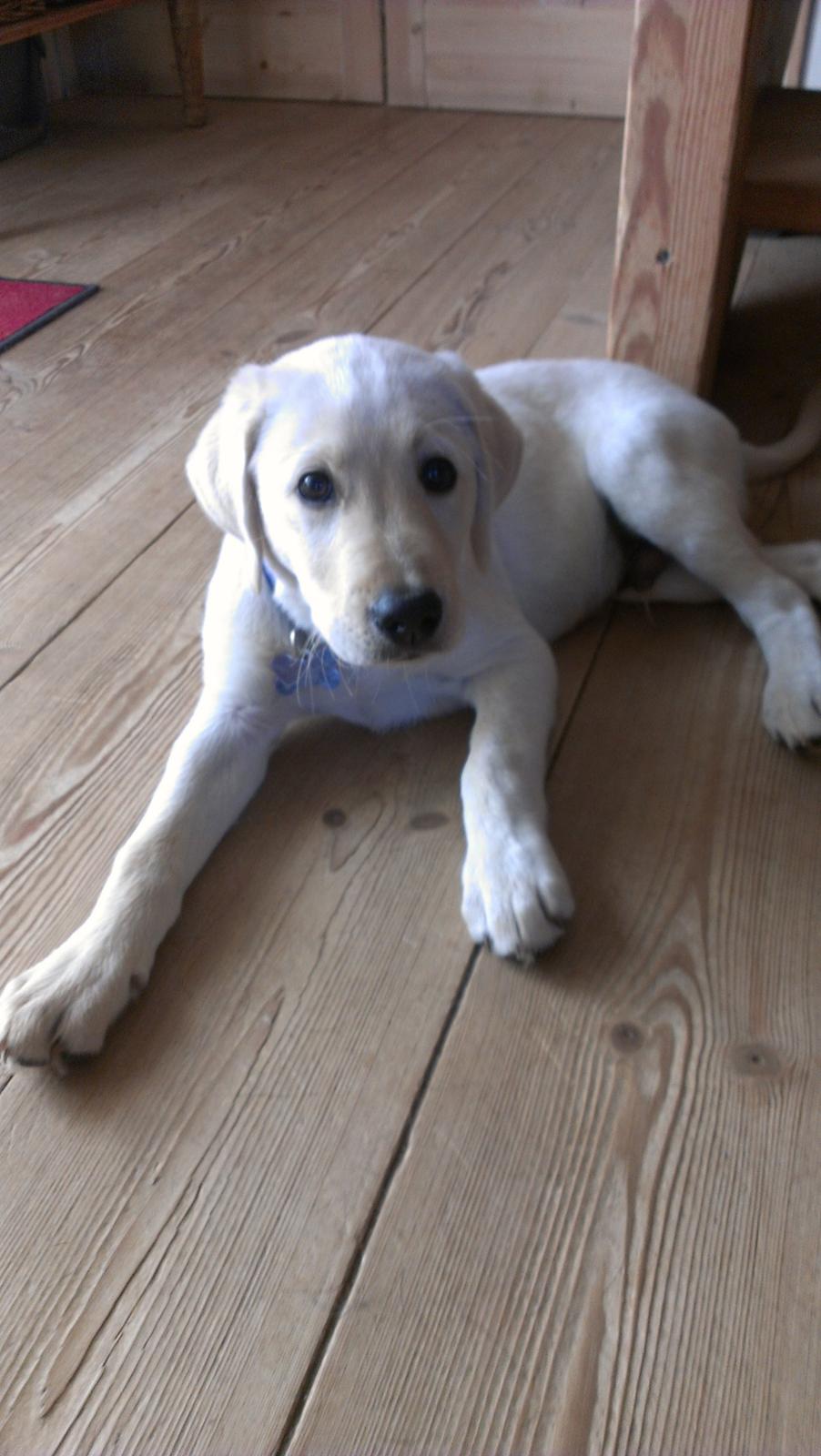 Labrador retriever albert billede 1