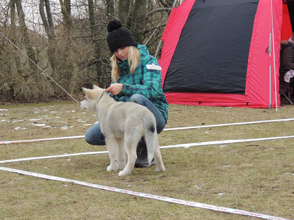 Alaskan malamute Zeus - Zeus på hans første udstilling billede 4