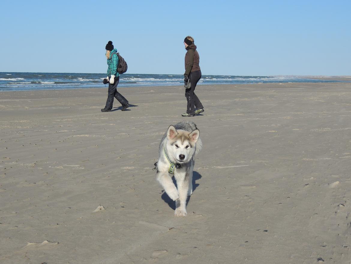 Alaskan malamute Zeus - Første tur på stranden billede 5