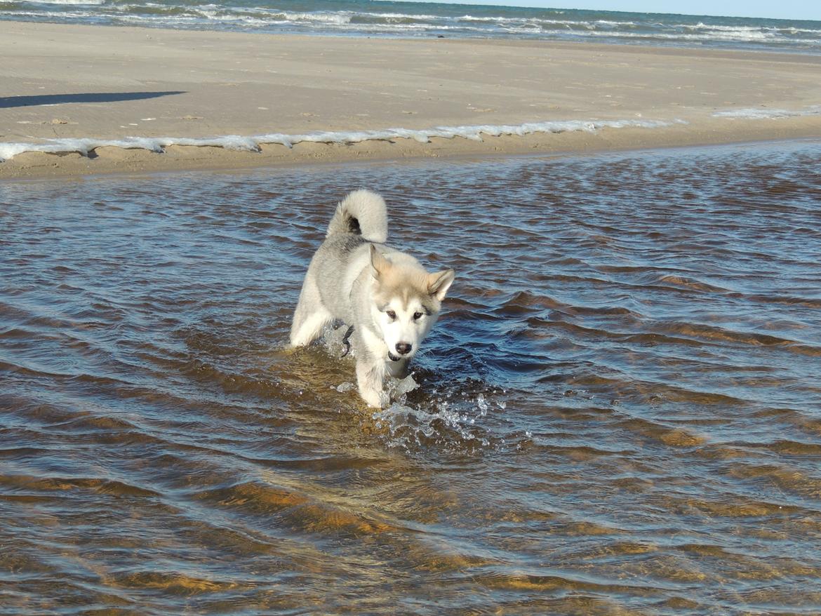 Alaskan malamute Zeus - Første møde med havet billede 6
