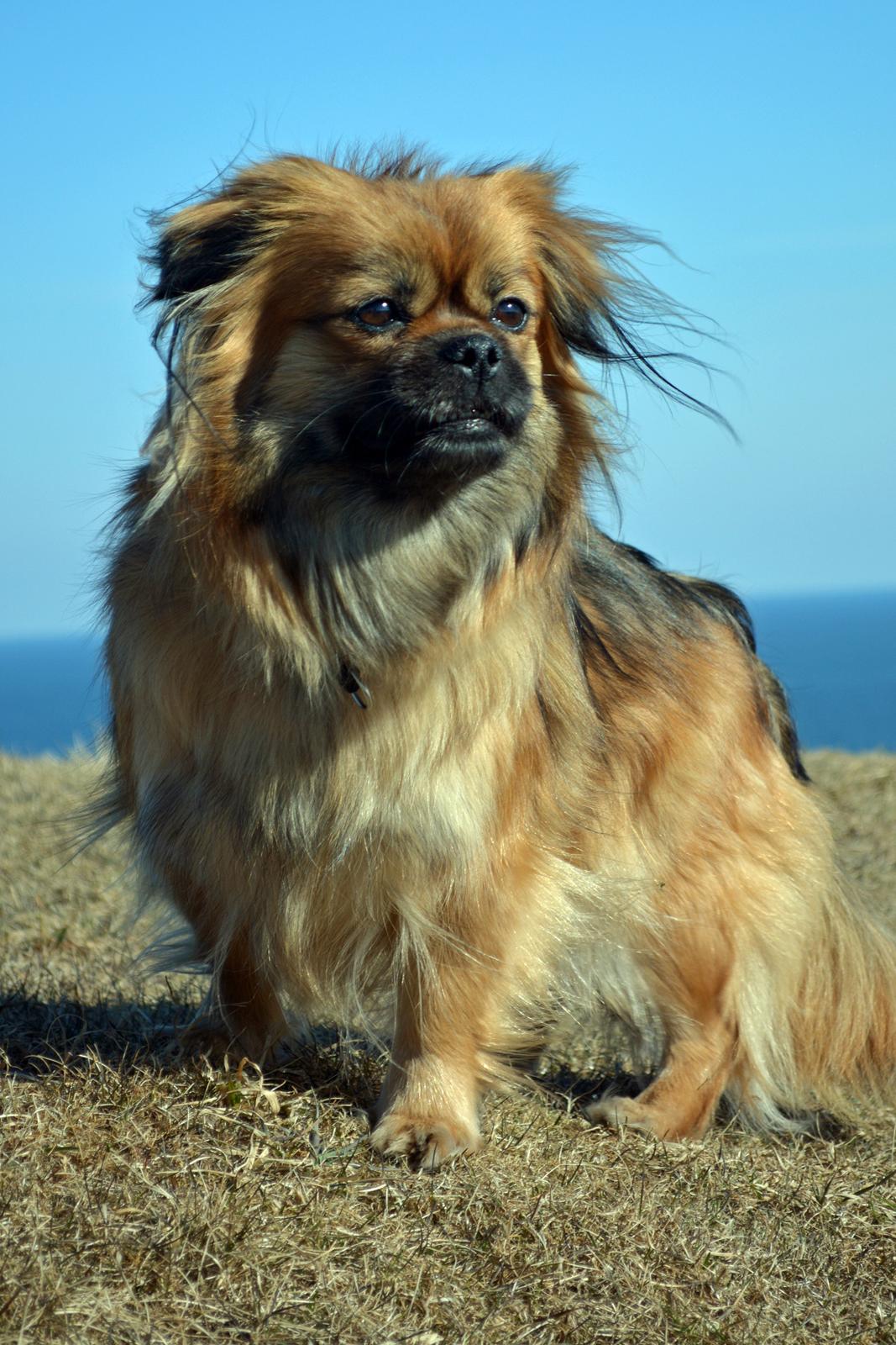 Blanding af racer Jackline R.I.P D.19/7-13 billede 8