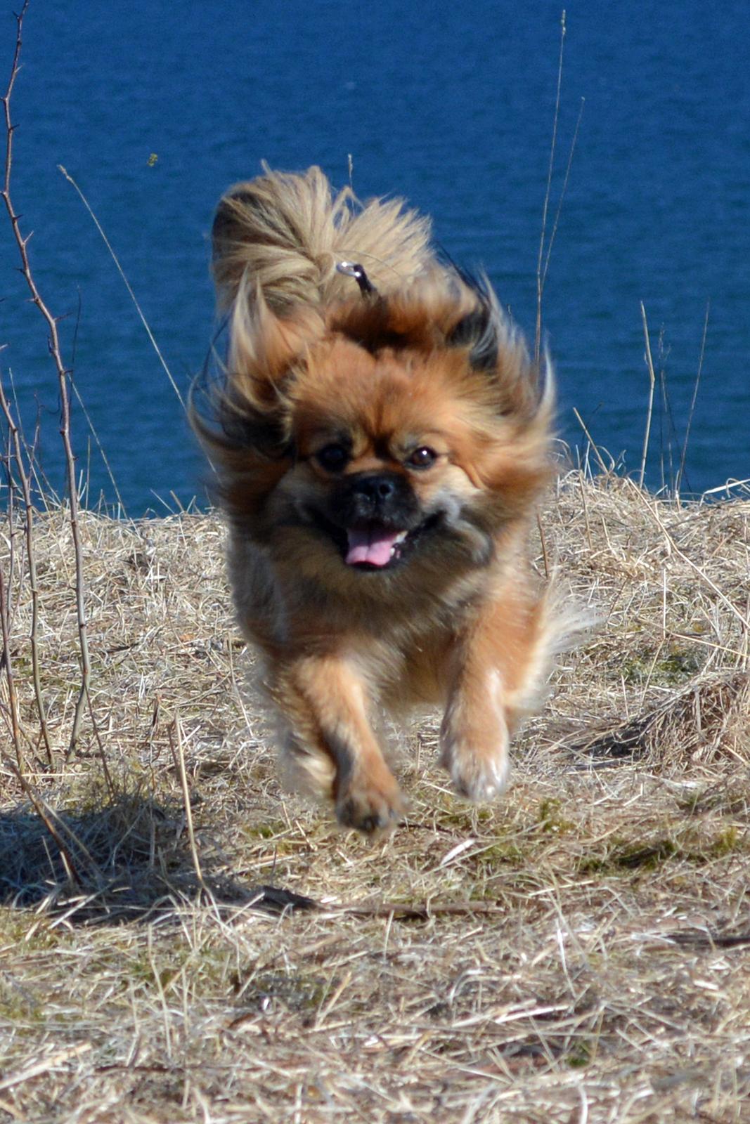 Blanding af racer Jackline R.I.P D.19/7-13 billede 9