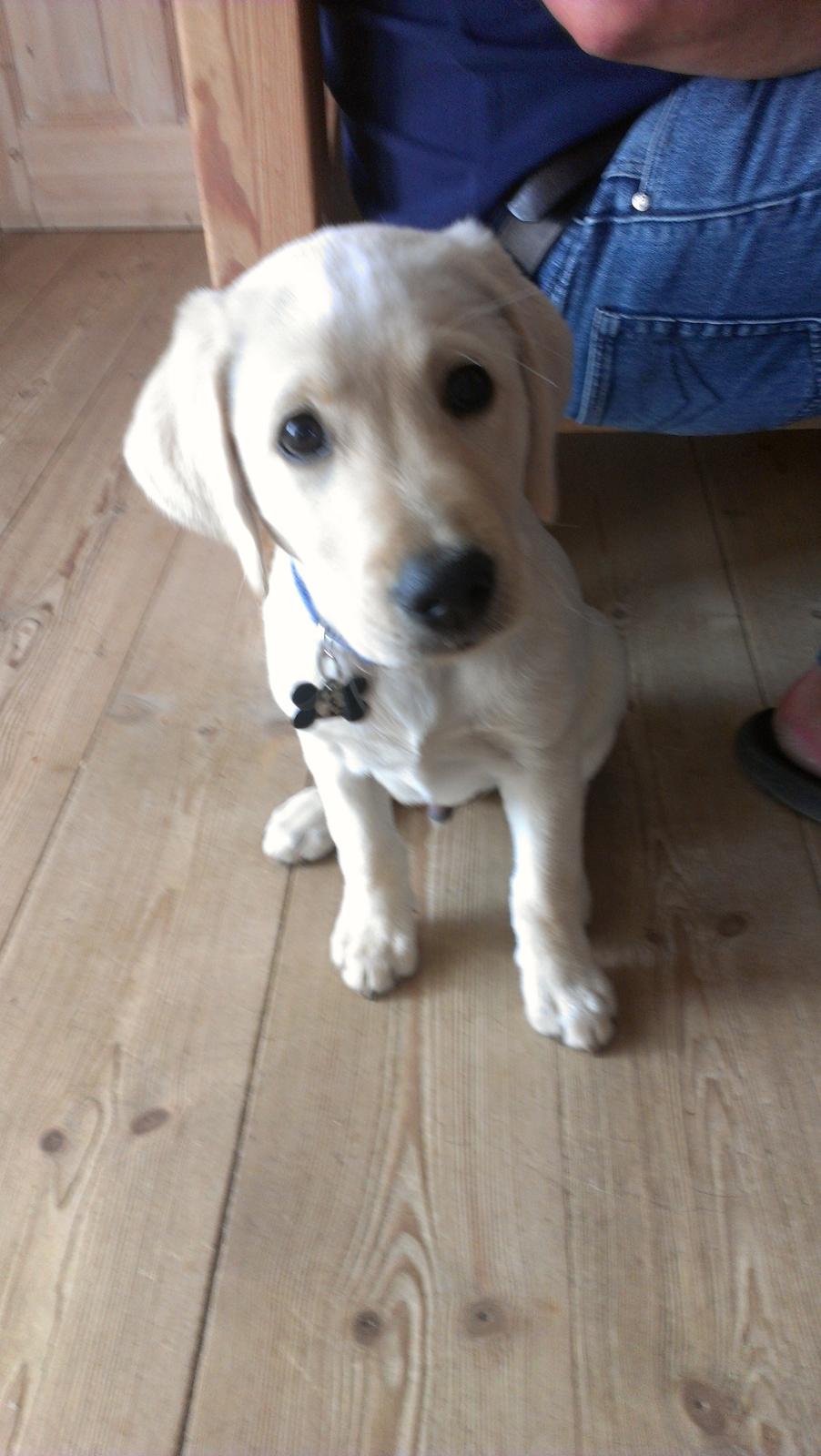 Labrador retriever albert billede 2