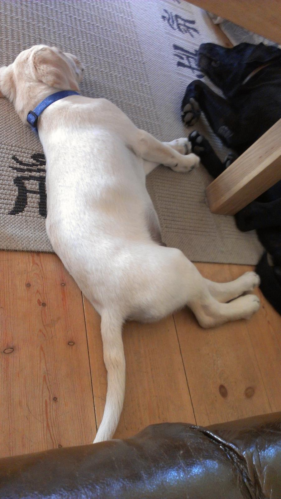 Labrador retriever albert billede 3