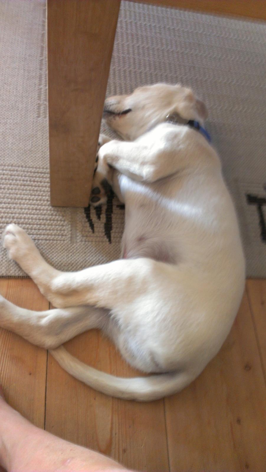 Labrador retriever albert billede 4