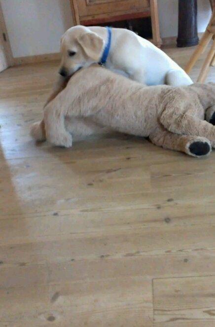 Labrador retriever albert billede 5