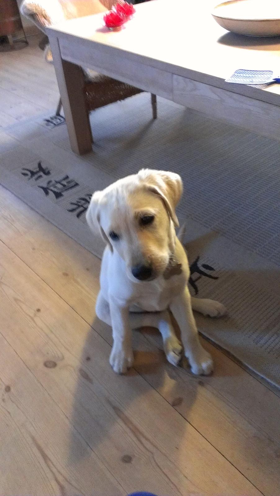 Labrador retriever albert billede 6