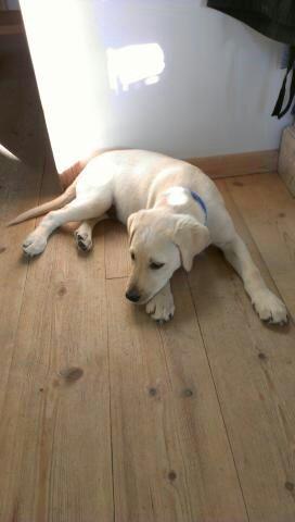 Labrador retriever albert billede 7