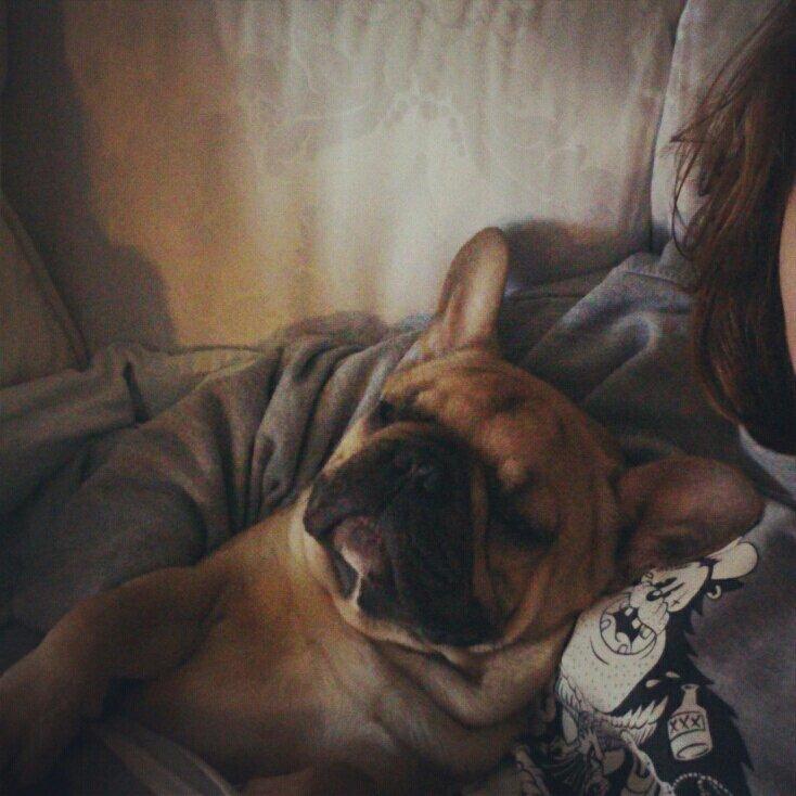 Fransk bulldog Emilio billede 3