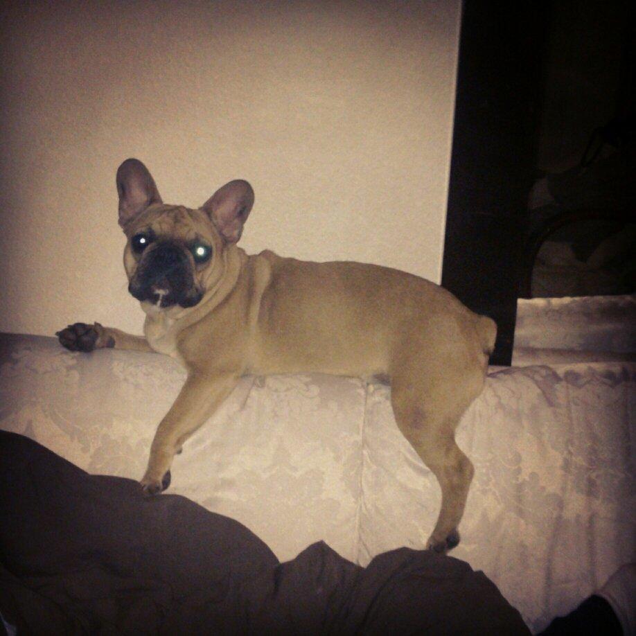Fransk bulldog Emilio billede 4