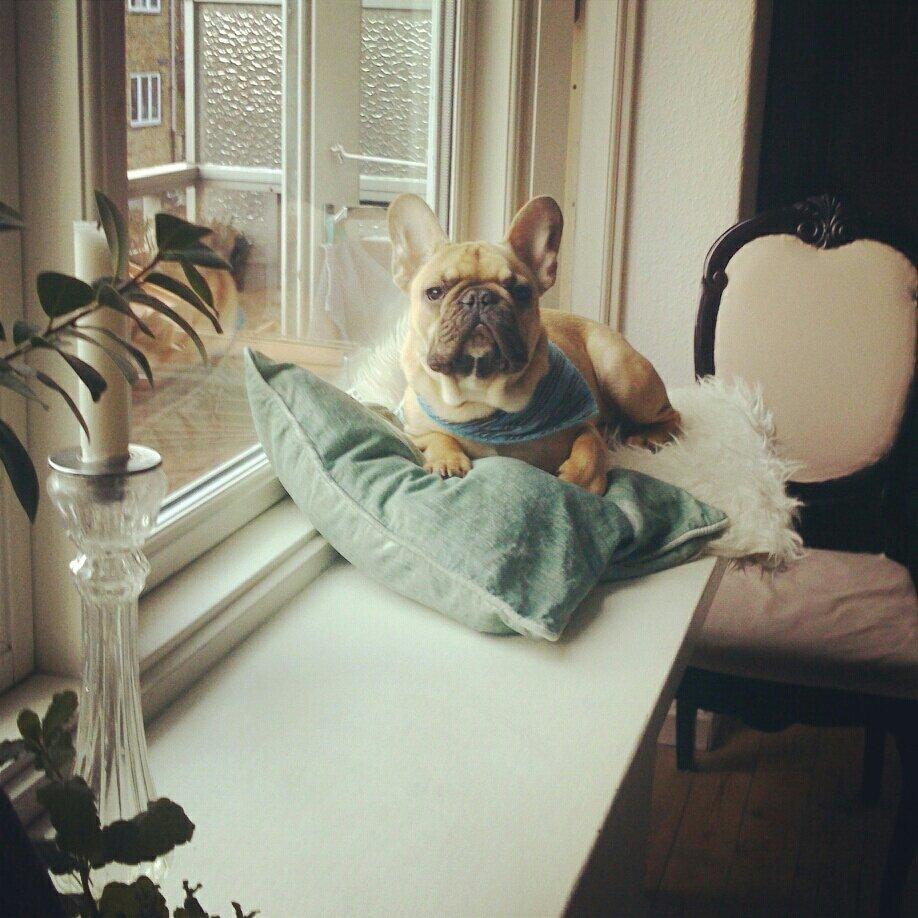 Fransk bulldog Emilio billede 5