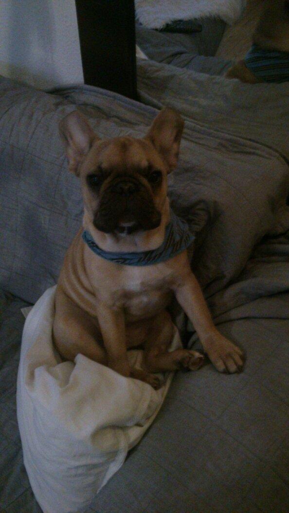 Fransk bulldog Emilio - Okaaay emilio.. det ser ellers behageligt ud <3 billede 6