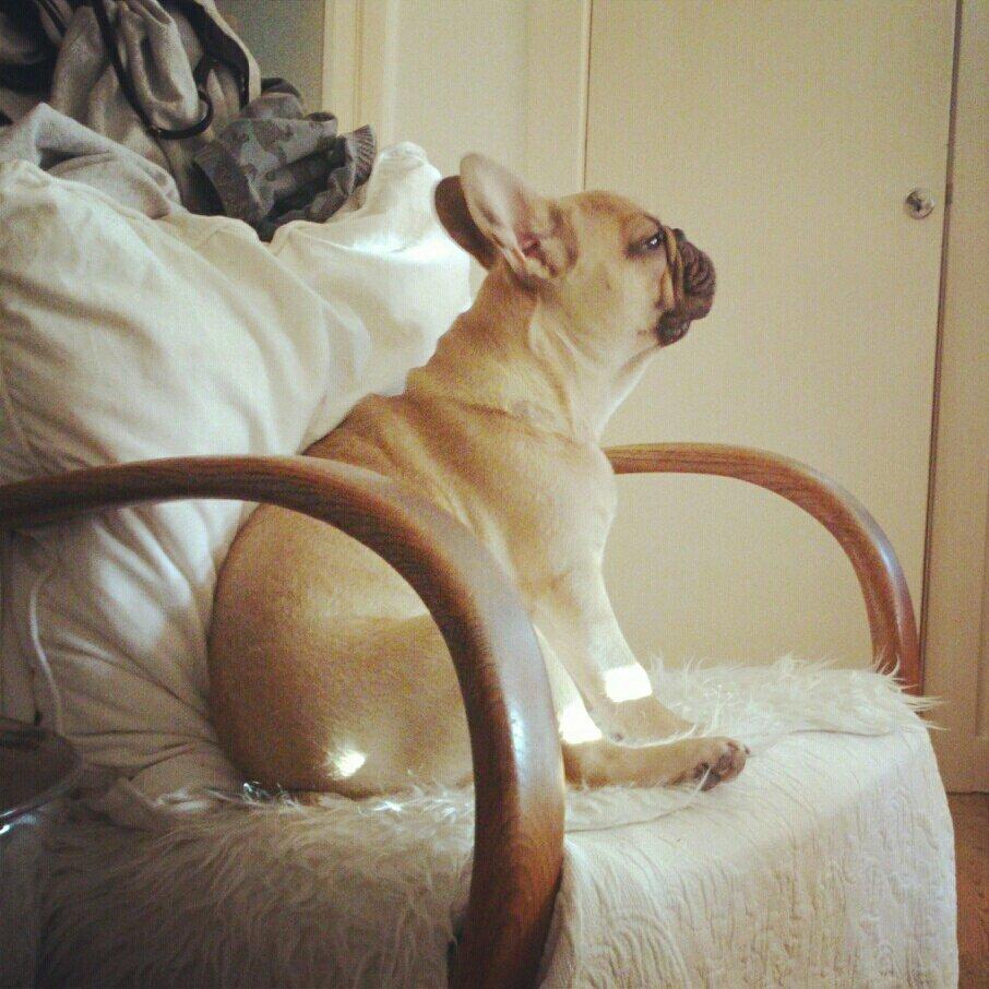 Fransk bulldog Emilio - Sidder bare og får lidt sol :) billede 7