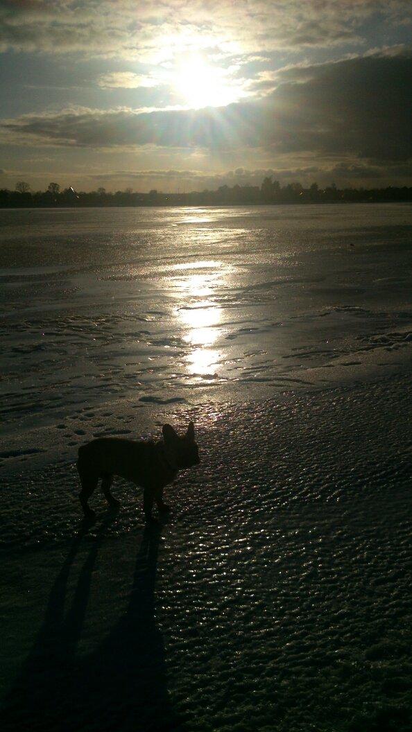 Fransk bulldog Emilio billede 8